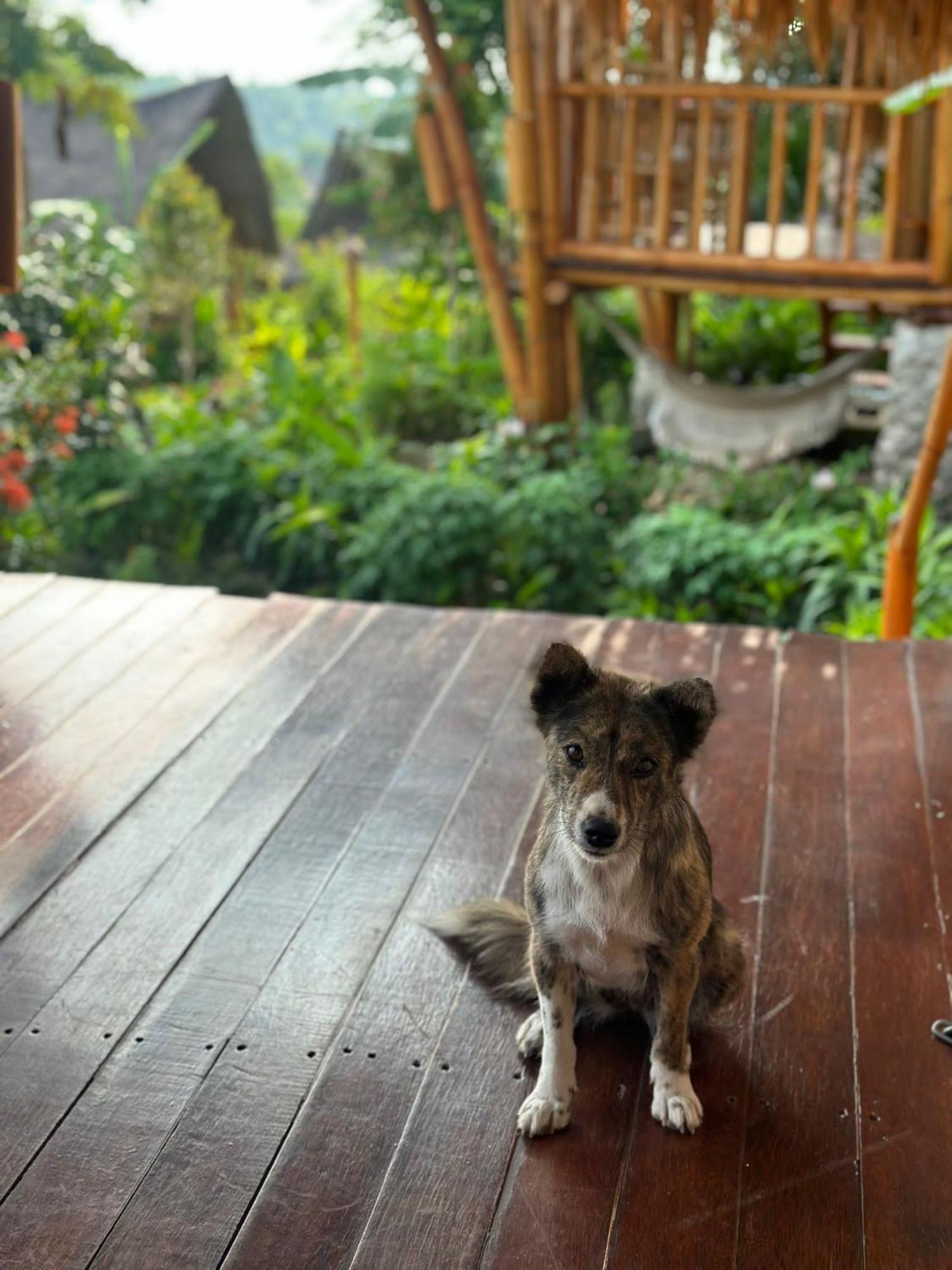 Penida Bambu Green Toyapakeh Dış mekan fotoğraf